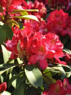 Rhododendron 'Junifeuer'