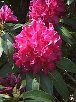 Rhododendron 'Old Port' -Gartenbedarfs Geschäft rhodo old port 1280x1280