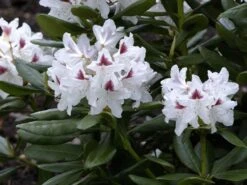 Rhododendron 'Schneeauge' -Gartenbedarfs Geschäft rhodo schneeauge 1280x1280