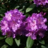 Rhododendron 'Alfred'