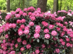 Rhododendron Yakushimanum 'Anuschka' -Gartenbedarfs Geschäft rhododendron anuschka55599f60ac78a 1280x1280