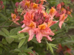 Rhododendron Luteum 'Berryrose', Sommergrüne Japanische Gartenazalee -Gartenbedarfs Geschäft rhododendron berryrose 1280x1280