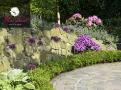 Rhododendron 'Bloombux®' -Gartenbedarfs Geschäft rhododendron bloombux 1280x1280