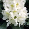 Rhododendron 'Cunningham's White' INKARHO®