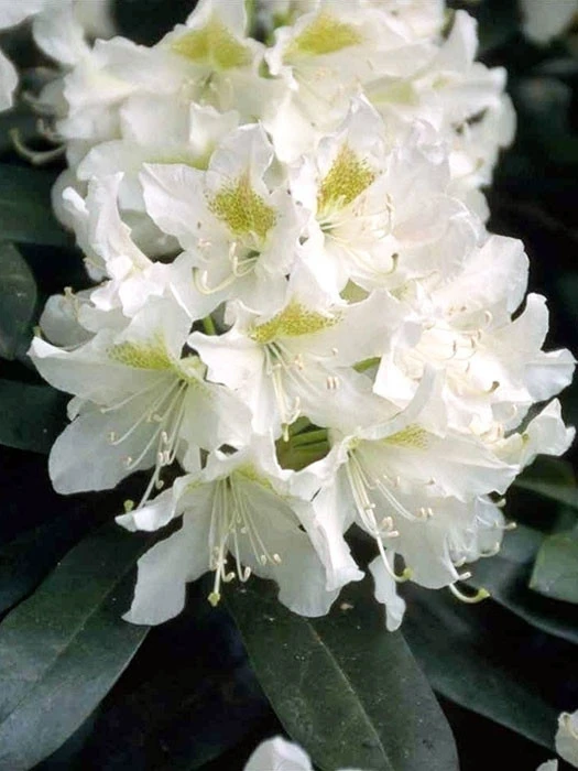 Rhododendron 'Cunningham's White' 1 Rhododendron 'Cunningham's White'