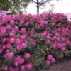 Rhododendron 'Germania'
