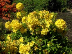 Rhododendron Luteum 'Golden Sunset', Sommergrüne Japanische Gartenazalee -Gartenbedarfs Geschäft rhododendron golden sunset 1280x1280