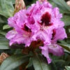 Rhododendron 'Kabarett' INKARHO®