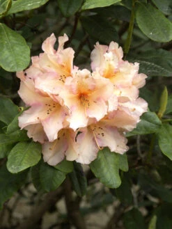 Rhododendron 'Norfolk Candy' -Gartenbedarfs Geschäft rhododendron norfolk candy 1280x1280