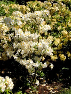 Rhododendron Luteum 'Persil', Sommergrüne Japanische Gartenazalee -Gartenbedarfs Geschäft rhododendron persil 1280x1280