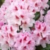 Rhododendron 'Progres'