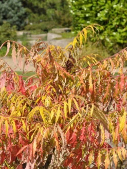 Rhus Typhina 'Tiger Eyes', Essigbaum -Gartenbedarfs Geschäft rhus tiger eyes 1280x1280