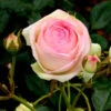 Rose Eden Rose 85 ® - Meilland