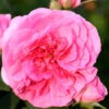 Rose Gertrude Jekyll ® - Austin
