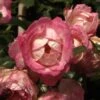 Rose Harlekin ® - Kordes
