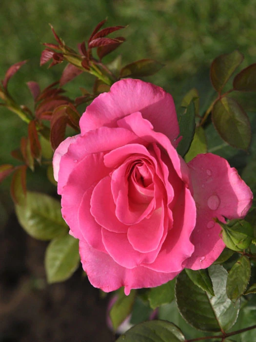 Rosen-Stämmchen Lady Like ® - Tantau 1 Rosen-Stämmchen Lady Like ® - Tantau