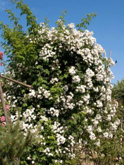 Rose Rambling Rector -Gartenbedarfs Geschäft rose rambling 1280x1280