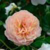 Rose Sangerhäuser Jubiläumsrose ® - Kordes