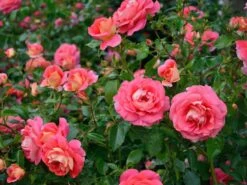 Rose Sommersonne ® - Kordes 5 Rose Sommersonne ® - Kordes -Gartenbedarfs Geschäft rosen sommersonne 2 1280x1280
