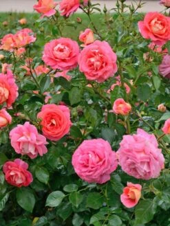 Rose Sommersonne ® - Kordes 4 Rose Sommersonne ® - Kordes -Gartenbedarfs Geschäft rosen sommersonne 1280x1280