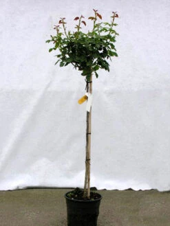 Rosen-Stämmchen Lady Like ® - Tantau 3 Rosen-Stämmchen Lady Like ® - Tantau -Gartenbedarfs Geschäft rosenstamm lady like 1280x1280