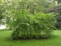 Morus Rubra, Rote Maulbeere -Gartenbedarfs Geschäft rote maulbeere 1280x1280