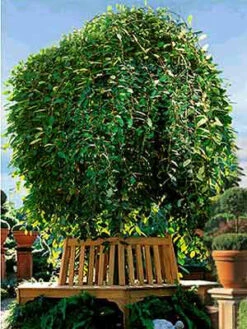 Salix Caprea Pendula, Hängende Kätzchenweide -Gartenbedarfs Geschäft s caprea pendula j4 1280x1280