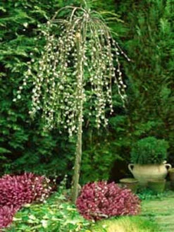 Salix Caprea Pendula, Hängende Kätzchenweide