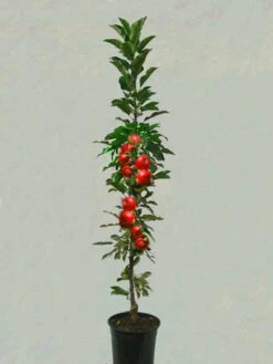 Säulenapfel 'Rondo' ®, Malus Domestica 'Rondo' 5 Säulenapfel 'Rondo' ®, Malus Domestica 'Rondo' -Gartenbedarfs Geschäft saeulenapfel rondo 1280x1280