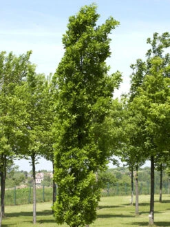Quercus Robur 'Fastigiata Koster', Säuleneiche - Hochstamm 5 Quercus Robur 'Fastigiata Koster', Säuleneiche - Hochstamm -Gartenbedarfs Geschäft saeuleneiche koster55599c8768070 1280x1280