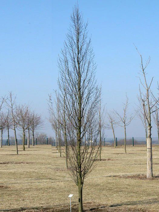 Carpinus Betulus 'Fastigiata', Säulenhainbuche 2 Carpinus Betulus 'Fastigiata', Säulenhainbuche – Bild 2