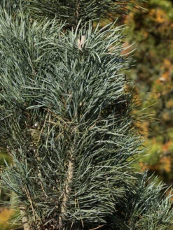 Pinus Sylvestris 'Fastigiata', Säulen-Kiefer -Gartenbedarfs Geschäft saeulenkiefer nadeln 1280x1280