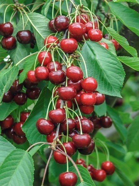 Säulenkirsche 'Claudia', Süßkirsche 1 Säulenkirsche 'Claudia', Süßkirsche