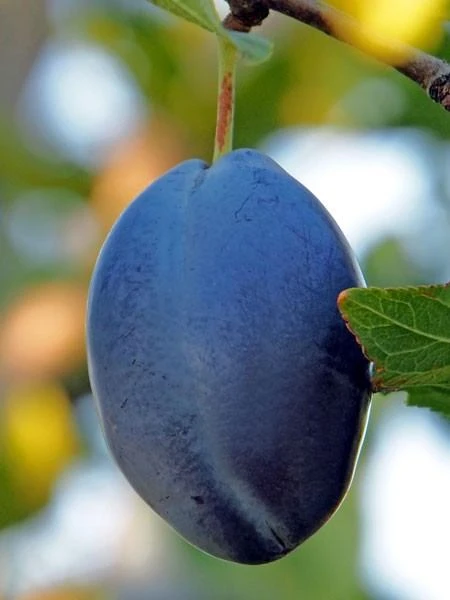 Säulenzwetsche 'Fruca' 1 Säulenzwetsche 'Fruca'