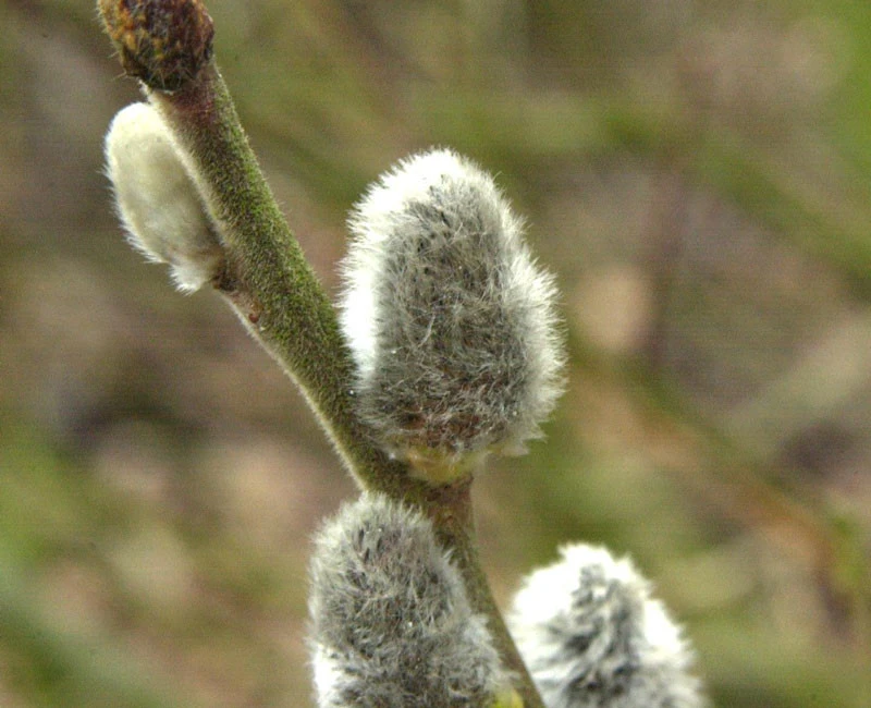 Salix Caprea 'Mas', Männliche Kätzchenweide, Palmweide 3 Salix Caprea 'Mas', Männliche Kätzchenweide, Palmweide – Bild 3