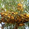 Hippophae Rhamnoides 'Friesdorfer Orange', Sanddorn