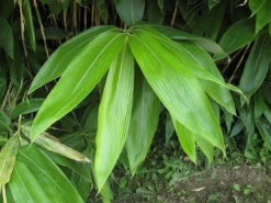 Sasa Palmata 'Nebulosa', Niedriger Großblattbambus -Gartenbedarfs Geschäft sasa nebulosa blatt55599ed9154b2 1280x1280