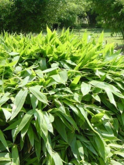 Sasa Tsuboiana, Breitblatt-Bambus