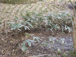 Sasa Veitchii, Breitblättriger Zwergbambus -Gartenbedarfs Geschäft sasa veitchii winter 1280x1280