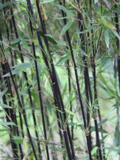 Fargesia Jiuzhaigou 'Deep Purple', Jade Bambus, Rothalmiger Schirm-Bambus -Gartenbedarfs Geschäft schattenhalme fargesia deep 1280x1280