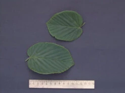 Corylopsis Spicata, Ährige Scheinhasel -Gartenbedarfs Geschäft scheinhasel blatt 1280x1280