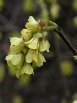 Corylopsis Spicata, Ährige Scheinhasel -Gartenbedarfs Geschäft scheinhasel bluete 1280x1280