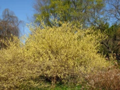 Corylopsis Spicata, Ährige Scheinhasel -Gartenbedarfs Geschäft scheinhasel pflanze 1280x1280