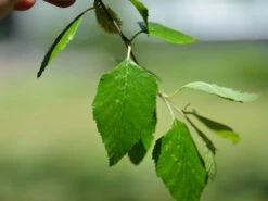 Betula Nigra, Schwarz-Birke - Hochstamm 5 Betula Nigra, Schwarz-Birke - Hochstamm -Gartenbedarfs Geschäft schwar birke blatt 1280x1280