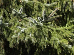 Picea Omorika, Serbische Fichte -Gartenbedarfs Geschäft serbische fichte nadeln55599eb023a9c 1280x1280