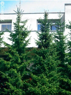 Picea Omorika, Serbische Fichte -Gartenbedarfs Geschäft serbische fichte 41310 2 1280x1280