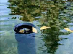 AquaSkim 20 Oberflächenabsauger Von OASE (Art.Nr.51236) 6 AquaSkim 20 Oberflächenabsauger Von OASE (Art.Nr.51236) -Gartenbedarfs Geschäft skimmer j 80861 2 1280x1280