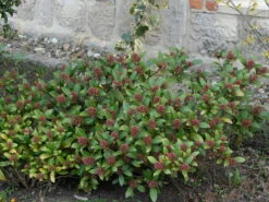Skimmia Japonica, Frucht-Skimmie -Gartenbedarfs Geschäft skimmia japonica 1280x1280