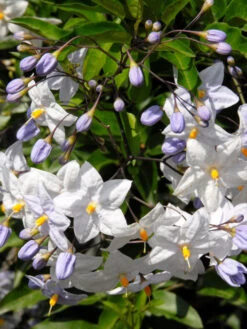 Solanum Jasminoides, Sommerjasmin -Gartenbedarfs Geschäft solanum weiss 1280x1280