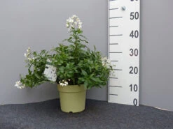 Solanum Jasminoides, Sommerjasmin -Gartenbedarfs Geschäft sommer jasmin 1 1280x1280